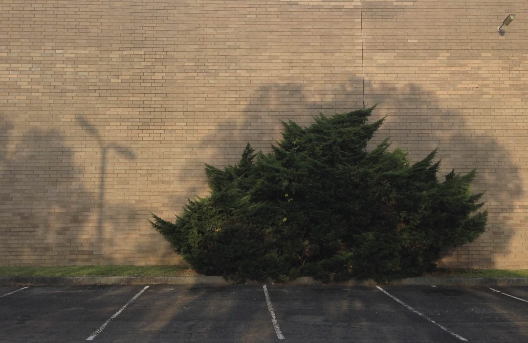 In the empty carpark, a lone bush stands bravely against the blond bricks of the building next door. The beautiful orange glow of the setting sun creates a stunning contrast with long blue shadows.