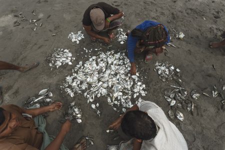 Fishers sorting a pile of fish on the sands of Bengal Sorting out the caught fish at Bay of Bengal Cox’s Bazar Bangladesh fish