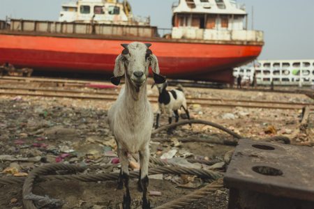 Goats are common on-site for milk supply. Goats on site at Dhaka, Bangladesh Shipyard for milk supply.