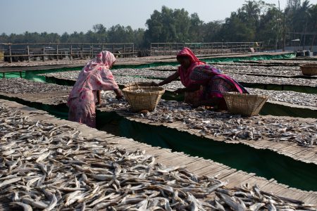 Three women sort through piles of fish on a drying bay. Women working together to collect and sort fish from racks at Dhaka - Bangladesh Dried Fish Village.