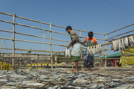 Fishers hang a heap of dried fish on a diagonal bamboo pole. Workers hanging fish on wooden rods at Dhaka - Bangladesh Dried Fish Village.