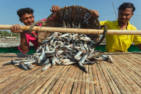 Two fishermen pour a straw basket of fish onto a drying mat in Naziratek. Pouring fresh fish onto drying slabs at Dhaka - Bangladesh Dried Fish Village.