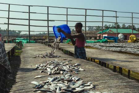 A fisherman empties a blue plastic fish basket onto a drying mat in Naziratek. Pouring fish onto drying slabs at Dhaka - Bangladesh Dried Fish Village.