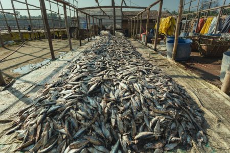 A stockpile of dried fish lay on top of another to dry in the afternoon heat Dried fish preparation for distribution to the population in Dhaka - Bangladesh.