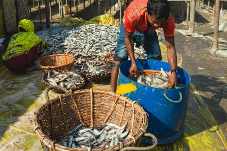 Two fish workers quality checks a batch of fish in the heat of Naziratek Cleaning basket of fish at Dried Fish Village processing plant in Dhaka - Bangladesh.