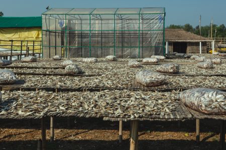 Rows of fish lay flat to dry at a drying bay in Naziratek. Manmade racks used for spreading fish during the drying process at Dhaka - Bangladesh Dried Fish Village.