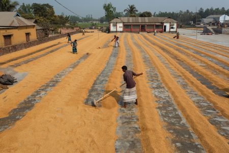 Rice farmers raking rice grains into lines at an open field to dry as part of the husking process Preparing the grounds at Dhaka, Bangladesh Rice Mills.