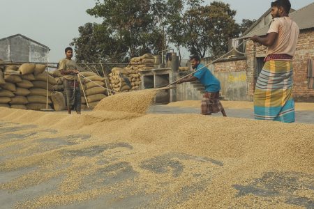 Three workers are shovelling and guiding rice into the collection pile. Shoveling and guiding rice into collection piles at Dhaka, Bangladesh Rice Mills.
