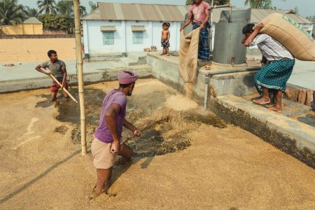 Rice mill workers empty hessian bags of rice into pits for washing Empty hessian bags of rice into pits at Dhaka, Bangladesh Rice Mills.
