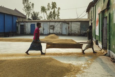 Rice mill workers carry a pile of dried rice grains together to begin the boiling process Men transporting rice inside at Dhaka, Bangladesh Rice Mills.