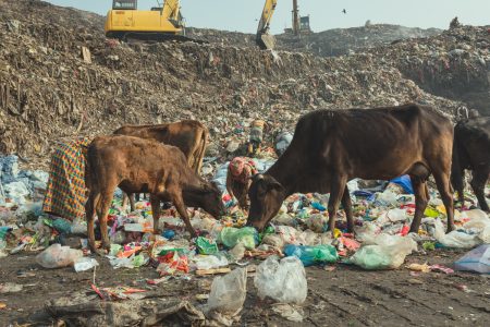 The scavengers sort through the piles of rotting waste to earn enough money to survive. Alongside starving animals, the waste pickers of Chittagong, Bangladesh scour through waste to earn their income.